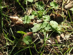 Aristolochia paucinervis