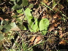 Quercus rotundifolia