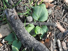 Aristolochia paucinervis