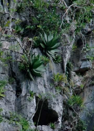 Agave tubulata