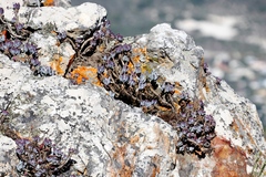 Curio crassulifolius