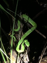 Bothriechis lateralis