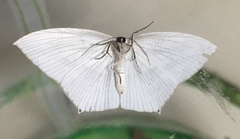 Acropteris ciniferaria