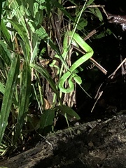 Bothriechis lateralis