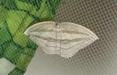 Acropteris ciniferaria