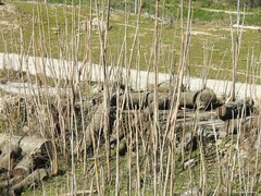 Ailanthus altissima