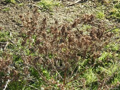 Xanthium spinosum