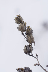 Linaria genistifolia