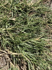 Sporobolus virginicus