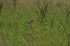 Raphicerus campestris campestris