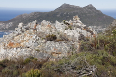 Curio crassulifolius