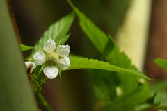 Rubus rosifolius