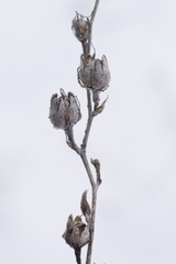 Linaria genistifolia