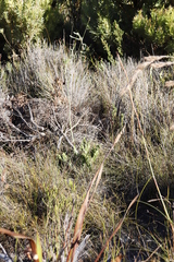 Lichtensteinia lacera