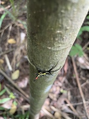Micrathena schreibersi