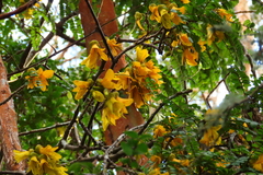 Sophora cassioides