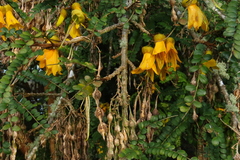 Sophora cassioides