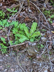 Rafinesquia californica