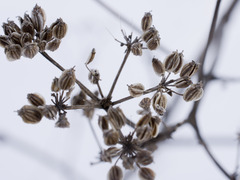 Peucedanum alsaticum