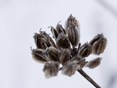 Peucedanum alsaticum