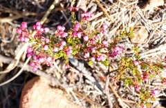 Erica multumbellifera