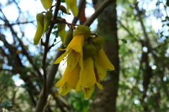 Sophora cassioides