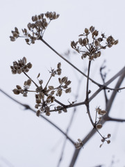 Peucedanum alsaticum