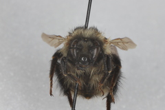 Bombus sandersoni