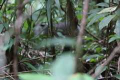 Tapirus bairdii