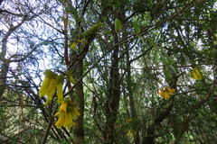 Sophora cassioides