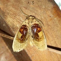 Arrhenophanes perspicilla