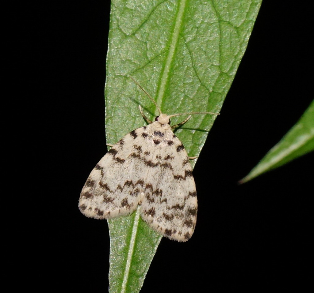 Damias scripta