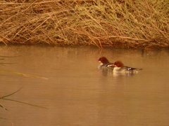 Mergus merganser americanus