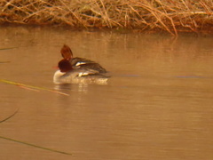 Mergus merganser americanus