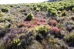 Erica multumbellifera