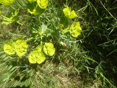 Euphorbia serrata