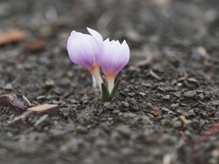 Colchicum triphyllum