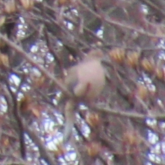 Zenaida macroura carolinensis