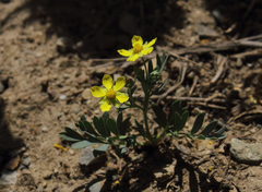 Sibbaldianthe bifurca