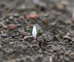 Colchicum triphyllum