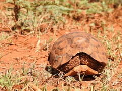 Kinixys belliana