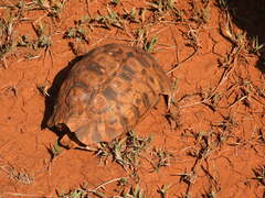 Kinixys belliana