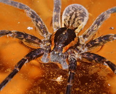 Dolomedes briangreenei