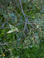 Quercus × acutidens