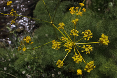 Prangos ferulacea