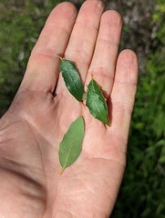 Quercus × acutidens