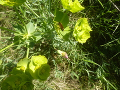 Euphorbia serrata