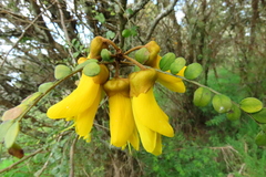 Sophora cassioides