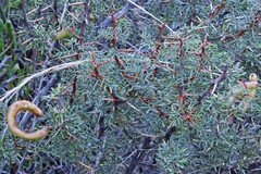 Prosopis alpataco