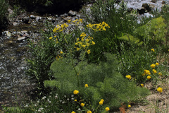 Prangos ferulacea